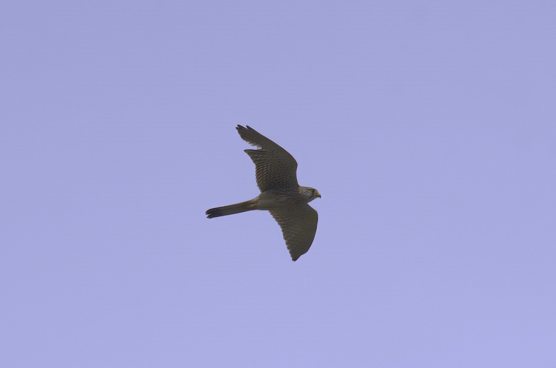 Eurasian Kestrel